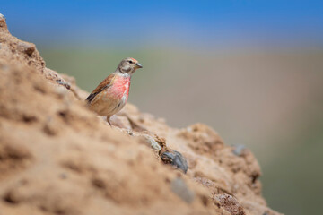 Cute little bird. Common Linnet. Linaria cannabina. Nature background.