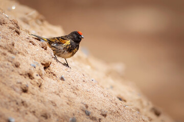 Red fronted Serin. Serinus pusillus. Nature background.