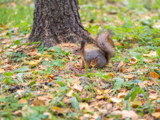 Autumn squirrel on green grass with fallen yellow leaves