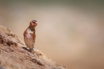 Eurasian Crimson winged Finch. Rhodopechys sanguineus. Nature background.