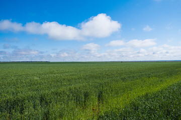 Green wheat field