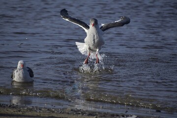 seagulls on the beach