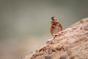 Eurasian Crimson winged Finch. Rhodopechys sanguineus. Nature background.