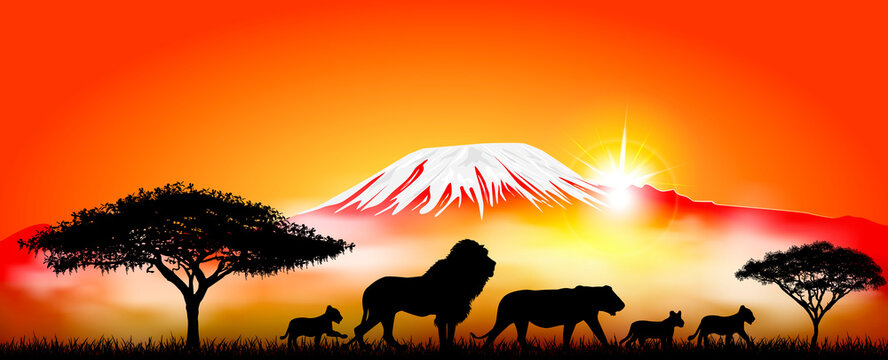 Lion, lioness and lion cubs. Lions family. Lion, lioness and lion cubs against the backdrop of Mount Kilimanjaro. Silhouettes of African lions