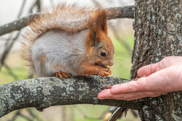 A squirrel in the spring or autumn eats nuts from a human hand. Eurasian red squirrel, Sciurus vulgaris