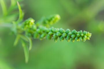 Ragweed bushes. Ambrosia artemisiifolia dangerous allergy-causing plant to meadow among summer herbs. Weed bursages and burrobrushes whose pollen is deadly for allergy sufferers