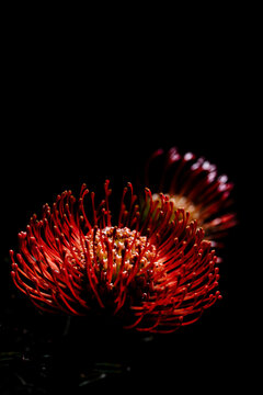 Pincushion Spider Protea