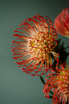 Pincushion Spider Protea