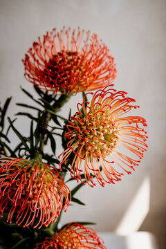 Pincushion Spider Protea