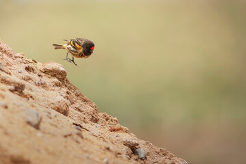 Red fronted Serin. Serinus pusillus. Nature background.