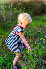 Naklejka na ściany i meble little girl plucks bush of rags on field in summer. Dangerous allergen growing along road.