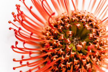 Pincushion Spider Protea