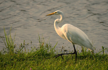 Great Egret