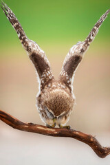 Flying owl. Little owl. Nature background. Athene noctua.  