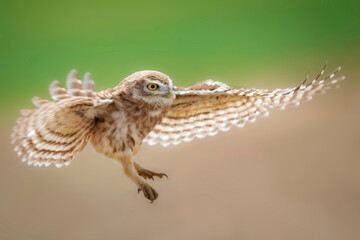 Flying owl. Little owl. Nature background. Athene noctua.  
