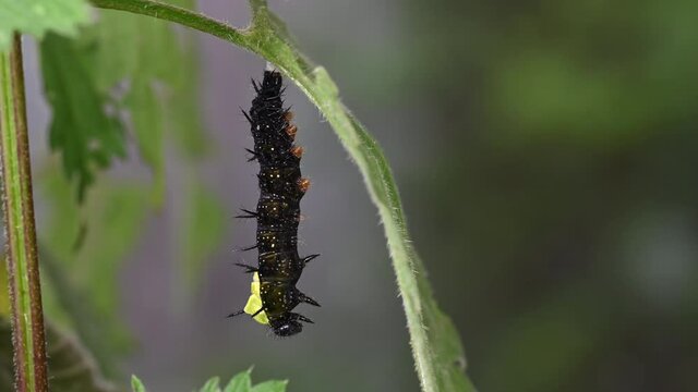 Peacock caterpillar shedding final skin layer to reveal chrysalis. This took just over 7 minutes in real time