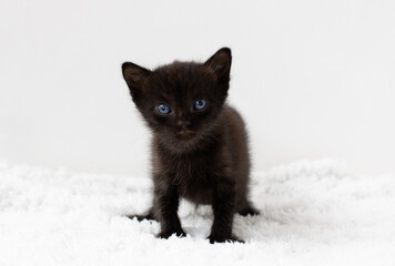 Black little kitten sitting down on a white background