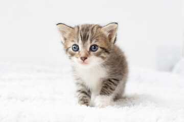 Little grey sad kitten sit on white bed