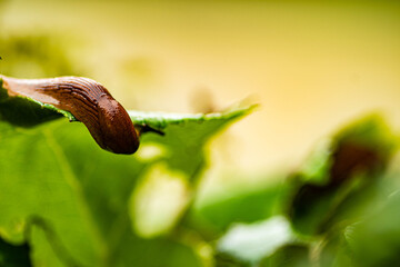ślimak © Krzysztof  Jaworski