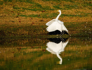 Great Egret