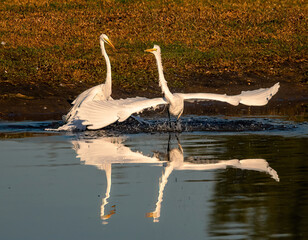 Great Egrets Dancing