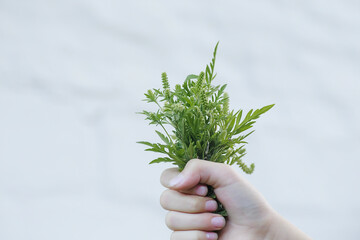 Bouquet of ragweed on white background. Blossoming ambrosia in hand. Weed bursages and burrobrushes...