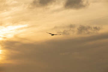 seagull in the sky