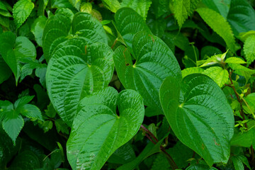 雨の日　葉に付く水滴