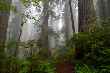 Misty redwoods