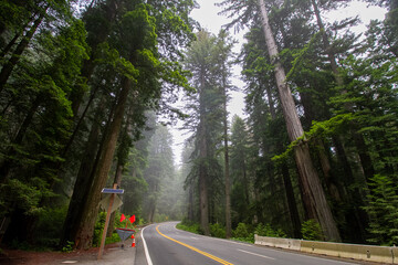 Redwoods with a foggy road