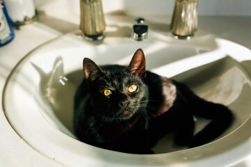 Harsh light falling across a cat in a sink. 