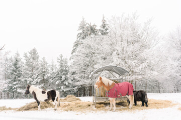  ponies in the snow