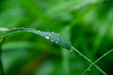 雨の日　葉に付く水滴