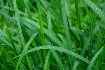 雨の日　葉に付く水滴