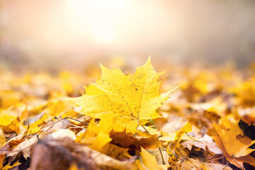 Yellow maple leaf on the ground among the fallen leaves with a blurred background in the sunlight
