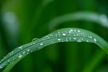 雨の日　葉に付く水滴