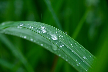 Fototapeta na wymiar 雨の日　葉に付く水滴