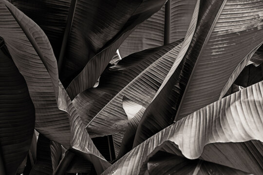 palmtree leaves