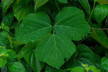 雨の日　葉に付く水滴