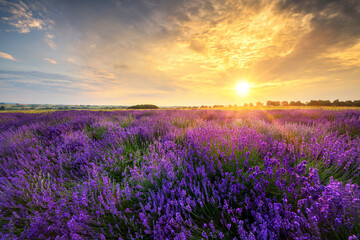 Naklejka premium Beautiful lavender field sunset landscape