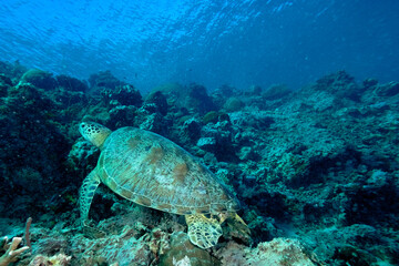Fototapeta na wymiar A turtle in the sea