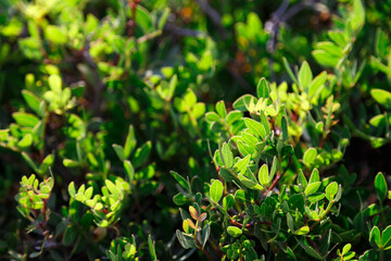 Fresh green bush, natural background. Close up with selective focus.