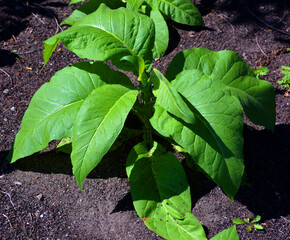 Tobacco is the common name of several plants in the Nicotiana genus and the Solanaceae (nightshade)...