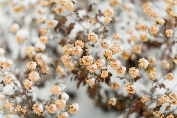 Snow piles up on dried chrysanthemums on a winter day