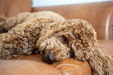 Shallow focus of the eyes of a young miniature poodle seen partially asleep  on the owners leather office sofa.
