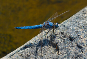 Blue dragonfly