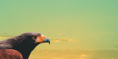 Bald Eagle flying in sky