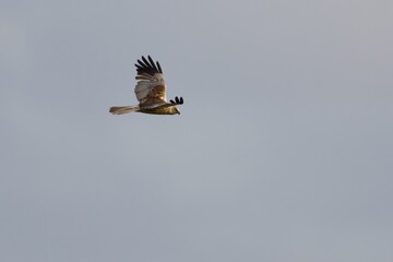 Western marsh harrier on the west coast in Sweden