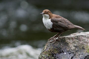 White throated dipper on a rock in Sweden