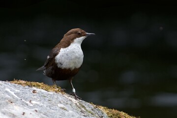 White throated dipper on a rock in Sweden